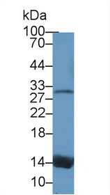 Western Blot; Sample: Canine Serum; Primary Ab: 1µg/ml Rabbit Anti-Canine TTR Antibody Second Ab: 0.2µg/mL HRP-Linked Caprine Anti-Rabbit IgG Polyclonal Antibody