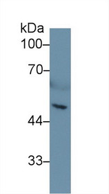 Western Blot; Sample: Mouse Serum; Primary Ab: 1µg/ml Rabbit Anti-Mouse HPA Antibody Second Ab: 0.2µg/mL HRP-Linked Caprine Anti-Rabbit IgG Polyclonal Antibody