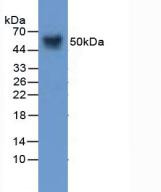 Western Blot; Sample: Mouse Skin Tissue.