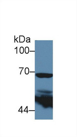 Western Blot; Sample: Human 293T cell lysate; Primary Ab: 5µg/ml Rabbit Anti-Mouse PTGS2 Antibody Second Ab: 0.2µg/mL HRP-Linked Caprine Anti-Rabbit IgG Polyclonal Antibody