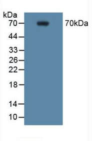 Western Blot; Sample: Mouse RAW 264.7 Cells.
