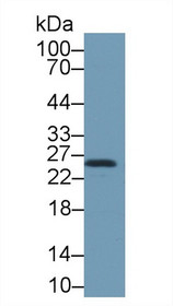 Western Blot; Sample: Mouse Lung lysate; Primary Ab: 1µg/ml Rabbit Anti-Mouse HSPB1 Antibody Second Ab: 0.2µg/mL HRP-Linked Caprine Anti-Rabbit IgG Polyclonal Antibody