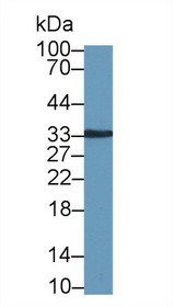 Western Blot; Sample: Mouse Ear lysate; Primary Ab: 1µg/ml Rabbit Anti-Human KLK8 Antibody Second Ab: 0.2µg/mL HRP-Linked Caprine Anti-Rabbit IgG Polyclonal Antibody