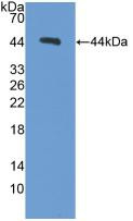 Western Blot; Sample: Recombinant PCT, Mouse.