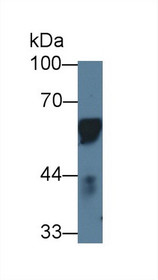 Western Blot; Sample: Porcine Lymph node; Primary Ab: 1µg/ml Rabbit Anti-Porcine CD14 Antibody Second Ab: 0.2µg/mL HRP-Linked Caprine Anti-Rabbit IgG Polyclonal Antibody