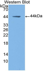 Western Blot; Sample: Recombinant protein.