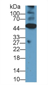 Western Blot; Sample: Mouse Heart lysate; Primary Ab: 1µg/ml Rabbit Anti-Rat CASP12 Antibody Second Ab: 0.2µg/mL HRP-Linked Caprine Anti-Rabbit IgG Polyclonal Antibody