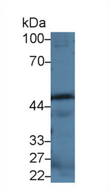 Western Blot; Sample: Mouse Spleen lysate; Primary Ab: 2µg/ml Rabbit Anti-Mouse CASP12 Antibody Second Ab: 0.2µg/mL HRP-Linked Caprine Anti-Rabbit IgG Polyclonal Antibody