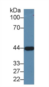 Western Blot; Sample: Porcine Liver lysate; Primary Ab: 1.5µg/ml Rabbit Anti-Human ADH1 Antibody Second Ab: 0.2µg/mL HRP-Linked Caprine Anti-Rabbit IgG Polyclonal Antibody