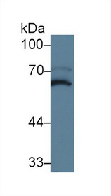 Western Blot; Sample: Mouse Cerebrum lysate; Primary Ab: 5µg/ml Rabbit Anti-Mouse MPP2 Antibody Second Ab: 0.2µg/mL HRP-Linked Caprine Anti-Rabbit IgG Polyclonal Antibody