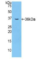 Western Blot; Sample: Recombinant F5, Mouse.