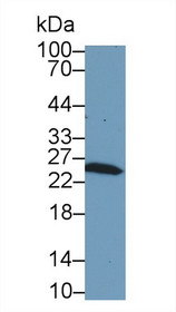 Western Blot; Sample: Rat Kidney lysate; Primary Ab: 1µg/ml Rabbit Anti-Rat GSTm1 Antibody Second Ab: 0.2µg/mL HRP-Linked Caprine Anti-Rabbit IgG Polyclonal Antibody