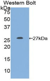 Western Blot; Sample: Recombinant protein.