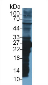 Western Blot; Sample: Rat Liver lysate; Primary Ab: 1µg/ml Rabbit Anti-Rat GSTm2 Antibody Second Ab: 0.2µg/mL HRP-Linked Caprine Anti-Rabbit IgG Polyclonal Antibody