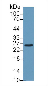 Western Blot; Sample: Mouse Liver lysate; Primary Ab: 1µg/ml Rabbit Anti-Mouse GSTm2 Antibody Second Ab: 0.2µg/mL HRP-Linked Caprine Anti-Rabbit IgG Polyclonal Antibody