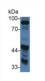Western Blot; Sample: Porcine Kidney lysate; Primary Ab: 2µg/ml Rabbit Anti-Porcine DAO Antibody Second Ab: 0.2µg/mL HRP-Linked Caprine Anti-Rabbit IgG Polyclonal Antibody