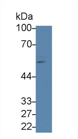 Western Blot; Sample: Human 293T cell lysate; Primary Ab: 2µg/ml Rabbit Anti-Rat Smad1 Antibody Second Ab: 0.2µg/mL HRP-Linked Caprine Anti-Rabbit IgG Polyclonal Antibody