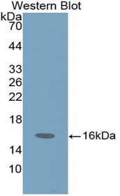 Western Blot; Sample: Recombinant protein.