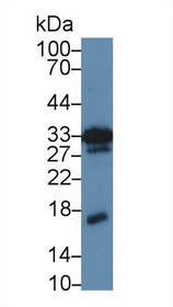 Western Blot; Sample: Mouse Kidney lysate; Primary Ab: 5µg/ml Rabbit Anti-Mouse MK Antibody Second Ab: 0.2µg/mL HRP-Linked Caprine Anti-Rabbit IgG Polyclonal Antibody