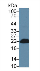 Western Blot; Sample: Mouse Blood Cells lysate; Primary Ab: 1µg/ml Rabbit Anti-Mouse Bid Antibody Second Ab: 0.2µg/mL HRP-Linked Caprine Anti-Rabbit IgG Polyclonal Antibody