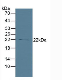 Western Blot; Sample: Human Lung Tissue.