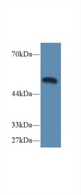 Western Blot; Sample: Mouse Heart lysate; Primary Ab: 2µg/ml Rabbit Anti-Mouse CASP9 Antibody Second Ab: 0.2µg/mL HRP-Linked Caprine Anti-Rabbit IgG Polyclonal Antibody