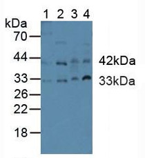 Western Blot; Sample: Lane1: Human Placenta Tissue; Lane2: Human Hela Cells; Lane3: Rat Heart Tissue; Lane4: Rat Uterus Tissue.