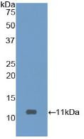 Western Blot; Sample: Recombinant CASP9, Human.