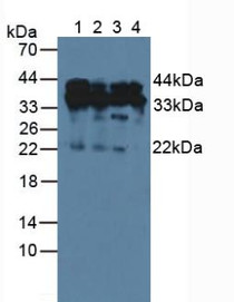 Western Blot; Sample: Lane1: Human Hela Cells; Lane2: Human A549 Cells; Lane3: Human Jurkat Cells; Lane4: Human 293T Cells.