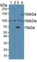 Western Blot; Sample: Lane1: Human Raji Cells; Lane2: Human Raw264.7 Cells; Lane3: Human 293T Cells; Lane4: Mouse Pancreas Tissue.