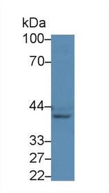 Western Blot; Sample: Mouse Spleen lysate; Primary Ab: 3µg/ml Rabbit Anti-Rat TACR2 Antibody Second Ab: 0.2µg/mL HRP-Linked Caprine Anti-Rabbit IgG Polyclonal Antibody