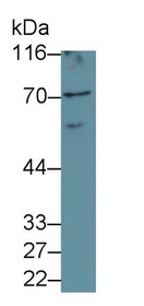 Western Blot; Sample: Recombinant RELA, Human.