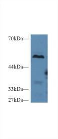 Western Blot; Sample: Mouse Liver lysate; Primary Ab: 2µg/ml Rabbit Anti-Mouse TAFI Antibody Second Ab: 0.2µg/mL HRP-Linked Caprine Anti-Rabbit IgG Polyclonal Antibody