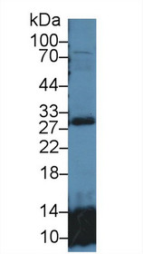Western Blot; Sample: Mouse Lung lysate; Primary Ab: 1µg/ml Rabbit Anti-Human GSTt2 Antibody Second Ab: 0.2µg/mL HRP-Linked Caprine Anti-Rabbit IgG Polyclonal Antibody