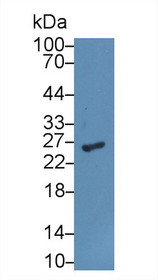 Western Blot; Sample: Rat Liver lysate; Primary Ab: 2µg/ml Rabbit Anti-Rat GSTa1 Antibody Second Ab: 0.2µg/mL HRP-Linked Caprine Anti-Rabbit IgG Polyclonal Antibody