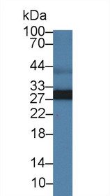 Western Blot; Sample: Canine Skeletal muscle lysate; Primary Ab: 2µg/ml Rabbit Anti-Canine ADP Antibody Second Ab: 0.2µg/mL HRP-Linked Caprine Anti-Rabbit IgG Polyclonal Antibody