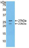 Western Blot; Sample: Recombinant FBN1, Mouse.