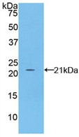 Western Blot; Sample: Recombinant FBN1, Mouse.