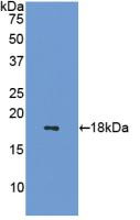 Western Blot; Sample: Recombinant SST, Mouse.