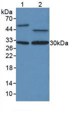 Western Blot; Sample: Lane1: Human Liver Tissue; Lane2: Human MCF7 Cells.