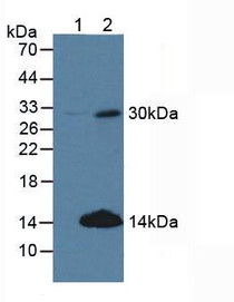 Western Blot; Sample: Lane1: Human 293T Cells; Lane2: Human Hela Cells.