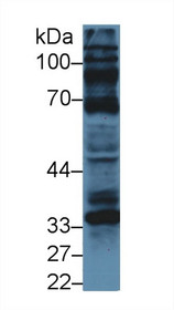 Western Blot; Sample: Human U87MG cell lysate; Primary Ab: 5µg/ml Rabbit Anti-Bovine CCND1 Antibody Second Ab: 0.2µg/mL HRP-Linked Caprine Anti-Rabbit IgG Polyclonal Antibody