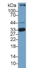 Western Blot; Sample: Porcine Spleen lysate; Primary Ab: 1µg/ml Rabbit Anti-Porcine HO1 Antibody Second Ab: 0.2µg/mL HRP-Linked Caprine Anti-Rabbit IgG Polyclonal Antibody
