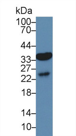 Western Blot; Sample: Human Liver lysate; Primary Ab: 3µg/ml Rabbit Anti-Mouse AQP9 Antibody Second Ab: 0.2µg/mL HRP-Linked Caprine Anti-Rabbit IgG Polyclonal Antibody