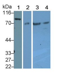 Western Blot; Sample: Recombinant protein.
