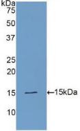 Western Blot; Sample: Recombinant PLAA, Human.