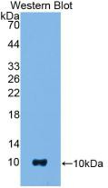 Western Blot; Sample: Recombinant protein.