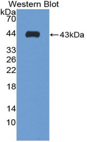 Western Blot; Sample: Recombinant protein.