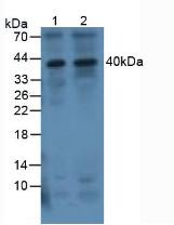 Western Blot; Sample. Lane1: Human 293T Cells; Lane2: Human Jurkat Cells.