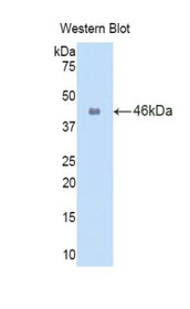Western Blot; Sample: Recombinant protein.